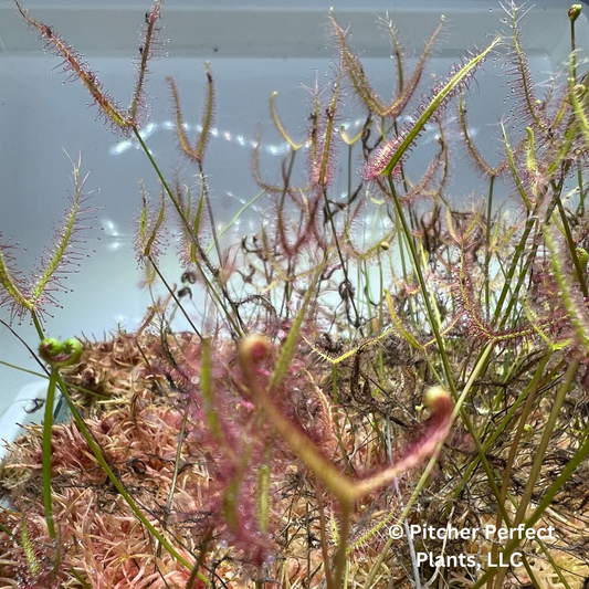 Drosera binata - Coromandel, NZ (warm temperate), Seed-grown - Pitcher Perfect Plants