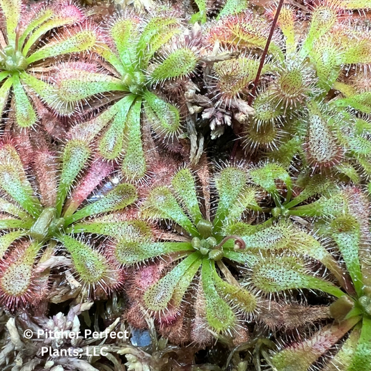 Spoon-Leaf Sundew (Drosera spatulata) - Sydney, Australia, Seed-grown - Pitcher Perfect Plants