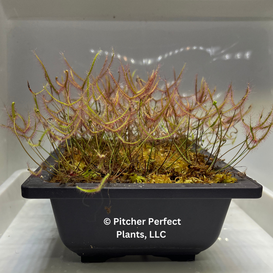 Drosera binata, dwarf red form (semi-troical), Seed-grown - Pitcher Perfect Plants