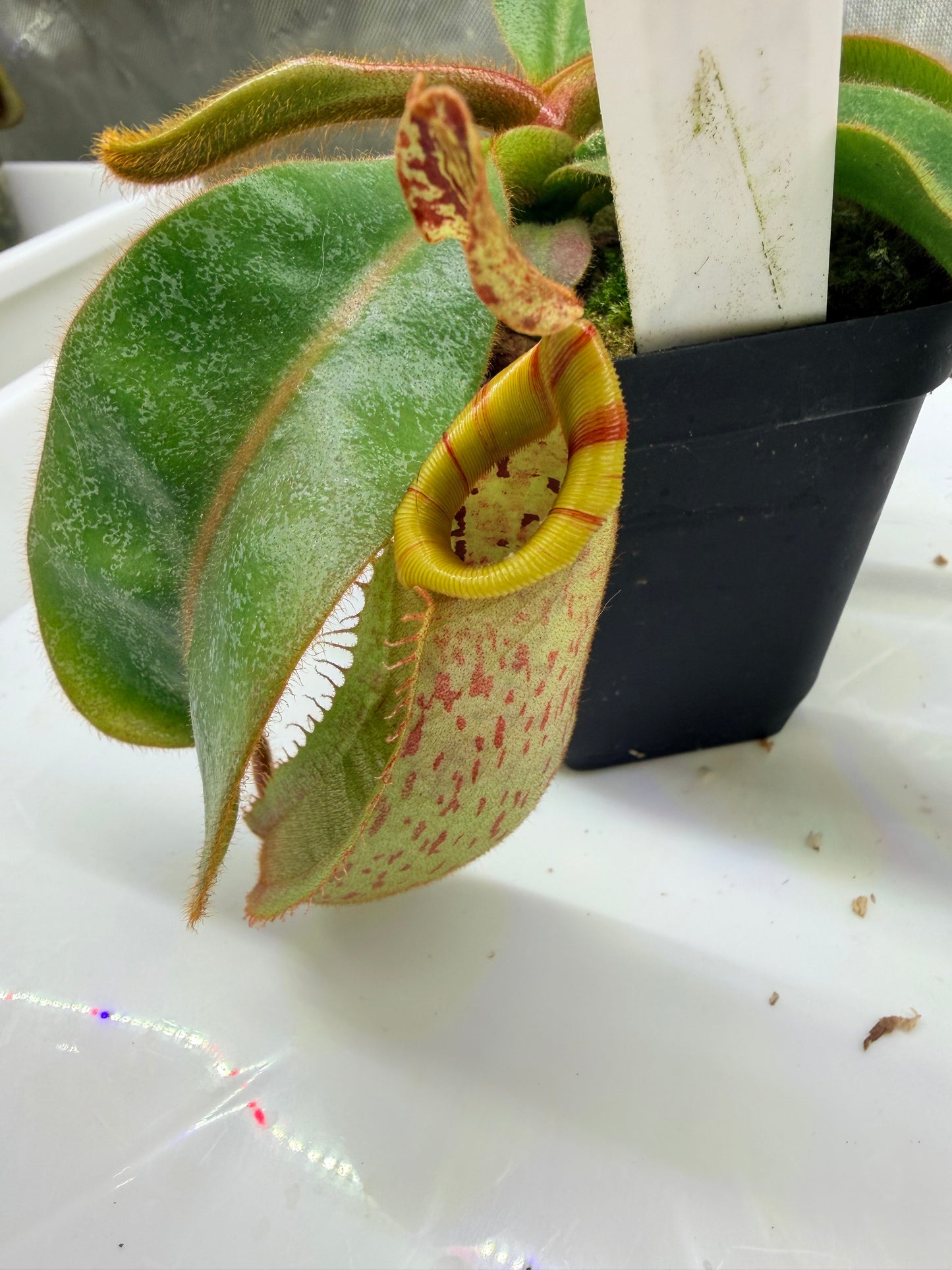 Nepenthes veitchii (Thai Bareo Giant x 'Candy Dreams') - Pitcher Perfect Plants