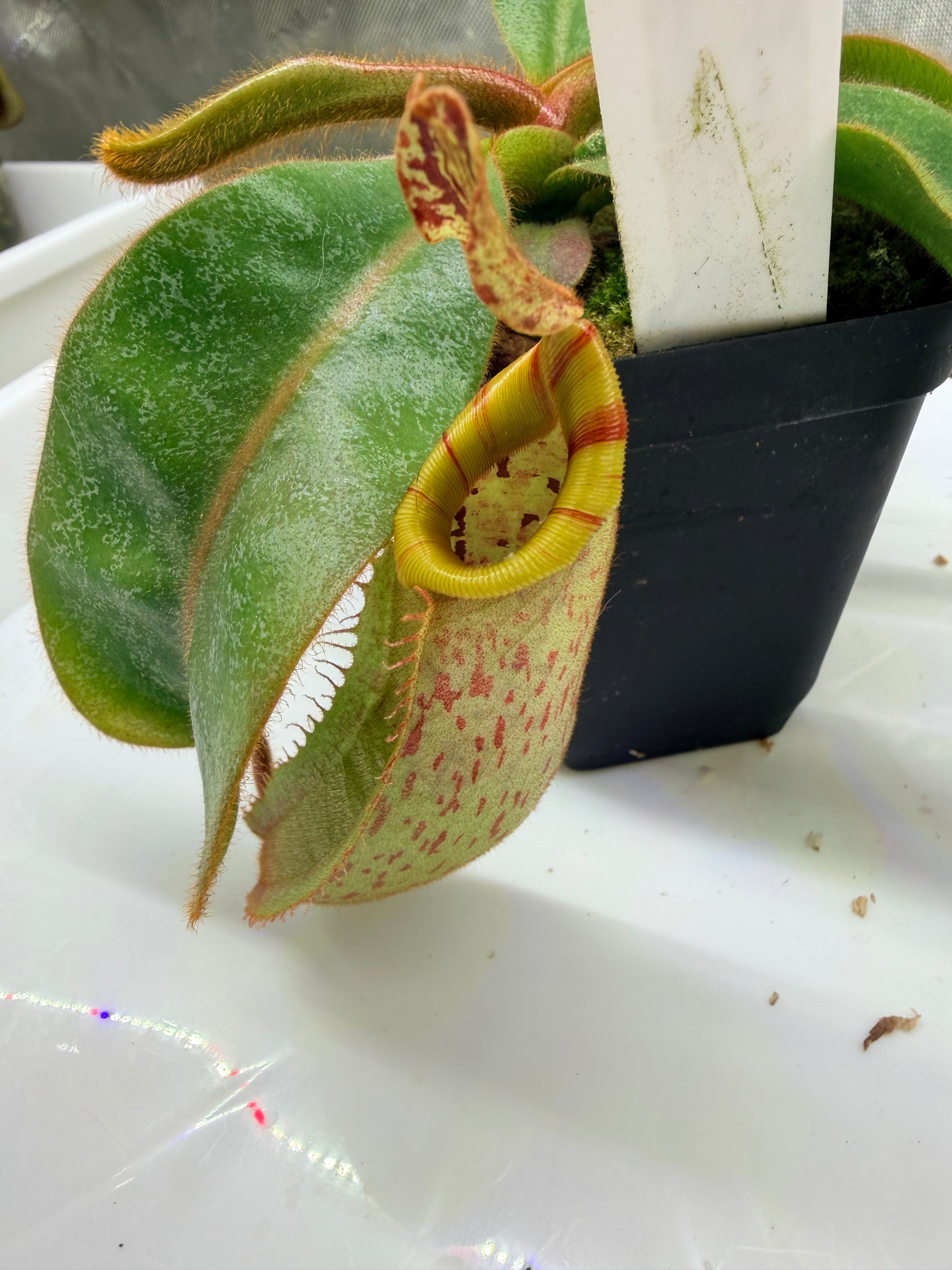 Nepenthes veitchii (Thai Bareo Giant x 'Candy Dreams') - Pitcher Perfect Plants