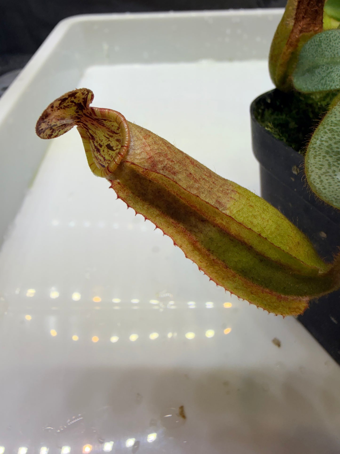 Nepenthes veitchii (JB x variegated (k)) - Pitcher Perfect Plants