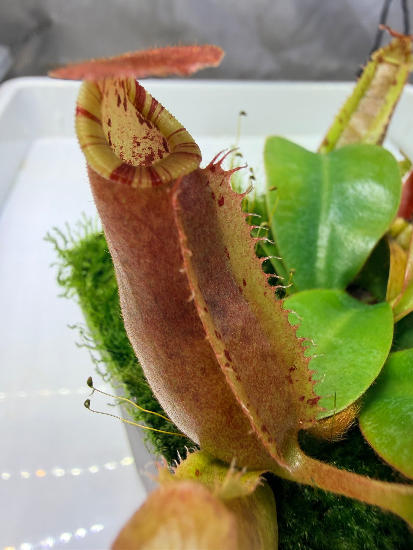 Nepenthes {[(Rokko x boschiana) x veitchii] x veitchii (m)} pink x veitchii 'Candy Dreams' - Pitcher Perfect Plants