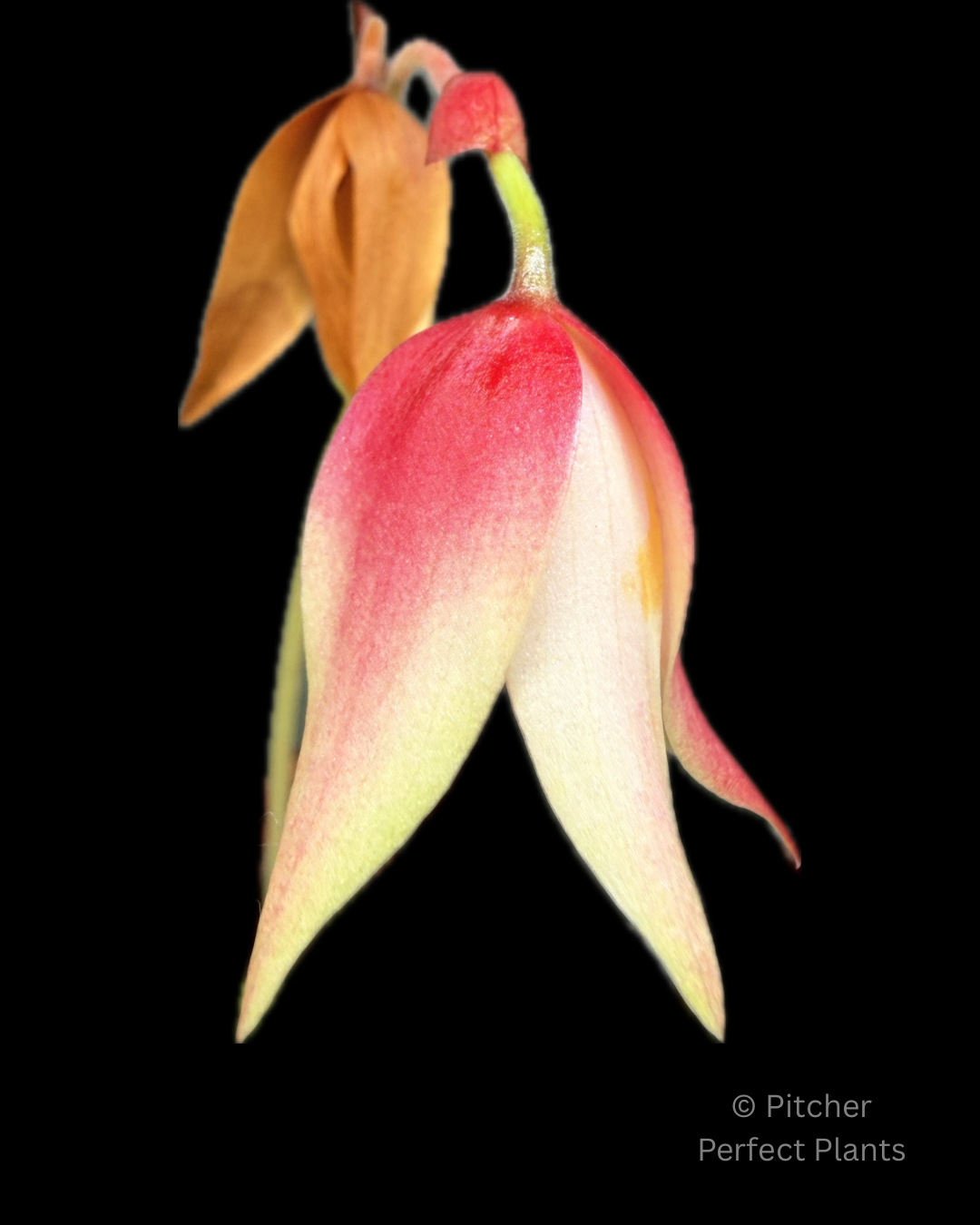 Heliamphora minor Big Orange - Pitcher Perfect Plants