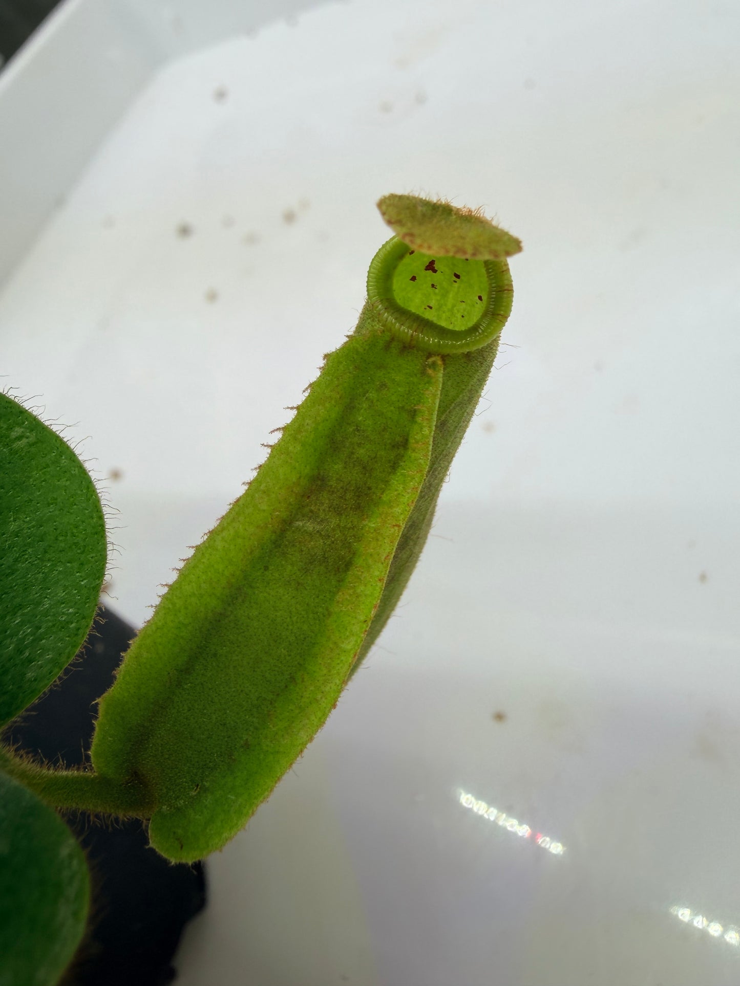 Nepenthes veitchii [Thai Bareo Giant x variegated (k)] - Pitcher Perfect Plants