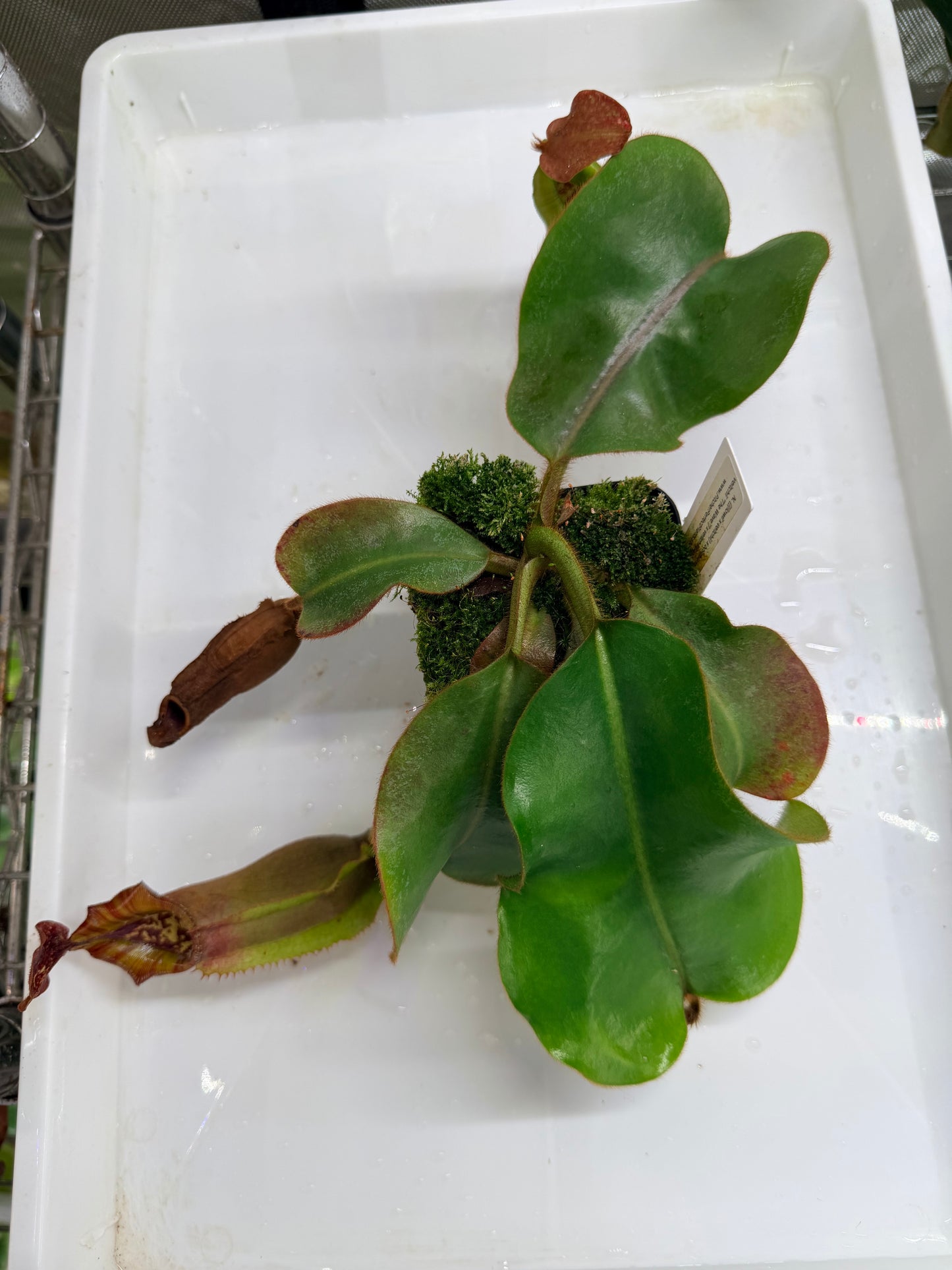 WYSIWYG Nepenthes {[(lowii x veitchii) x boschiana)] x veitchii "The Wave"} x veitchii Candy Red