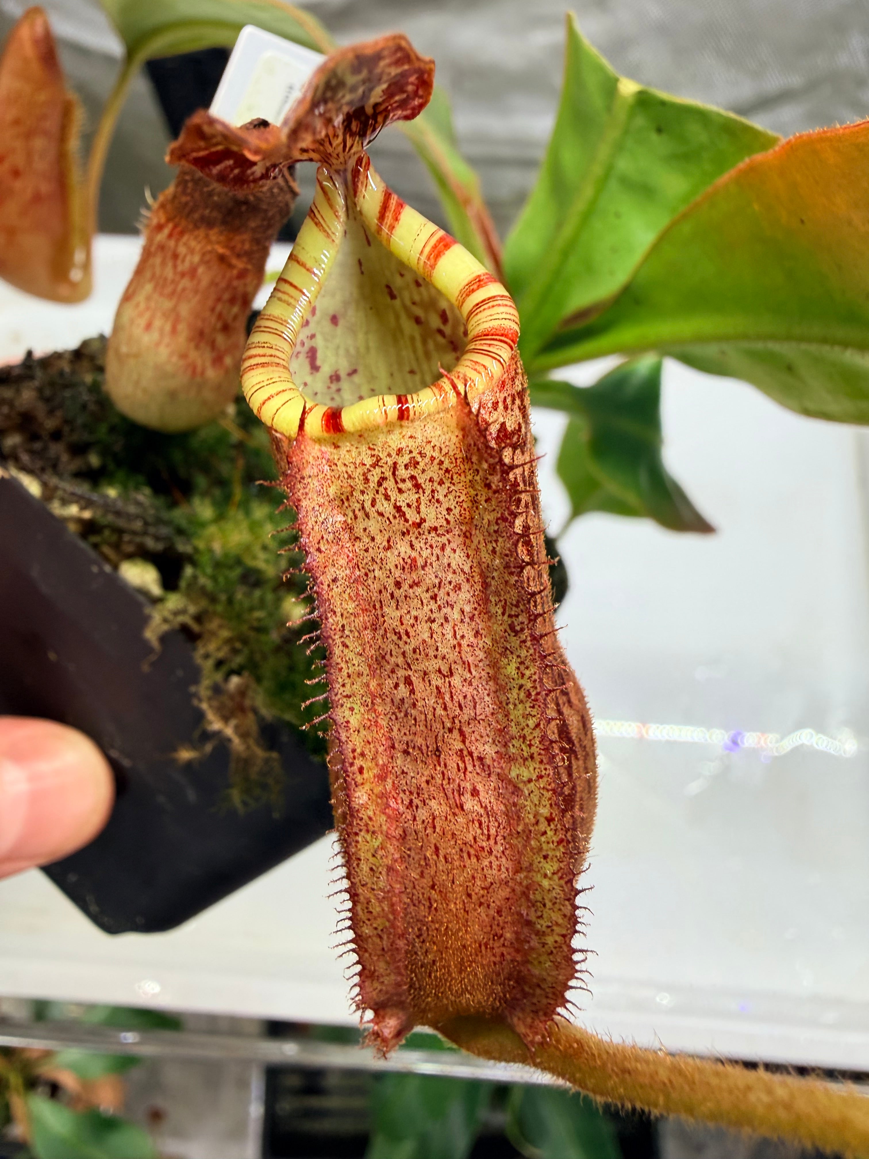 Nepenthes (veitchii 