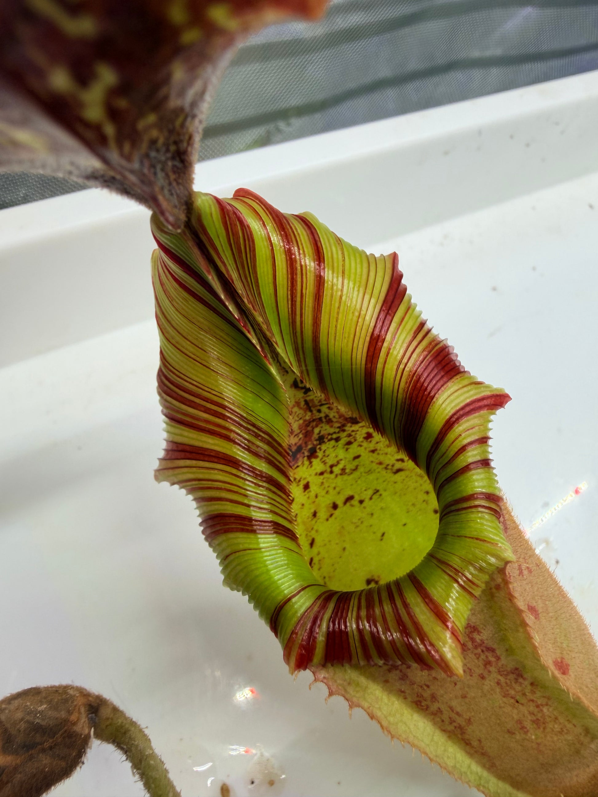 Nepenthes veitchii Kelabit Highlands × {Song of Melancholy × [(lowii x veitchii) x boschiana]} - Pitcher Perfect Plants