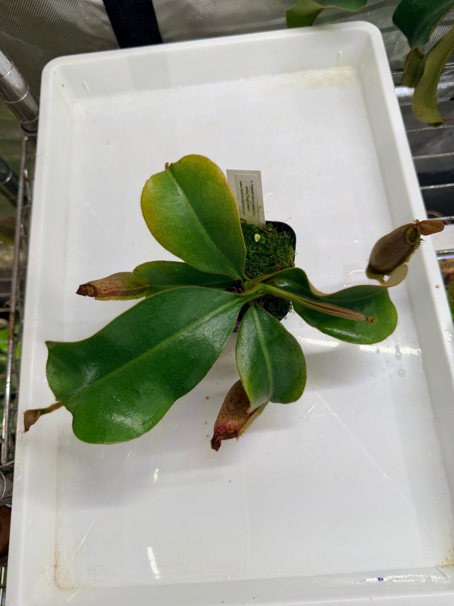 WYSIWYG Nepenthes ('Splendid Diana' x platychila) x veitchii ‘Candy Dreams’