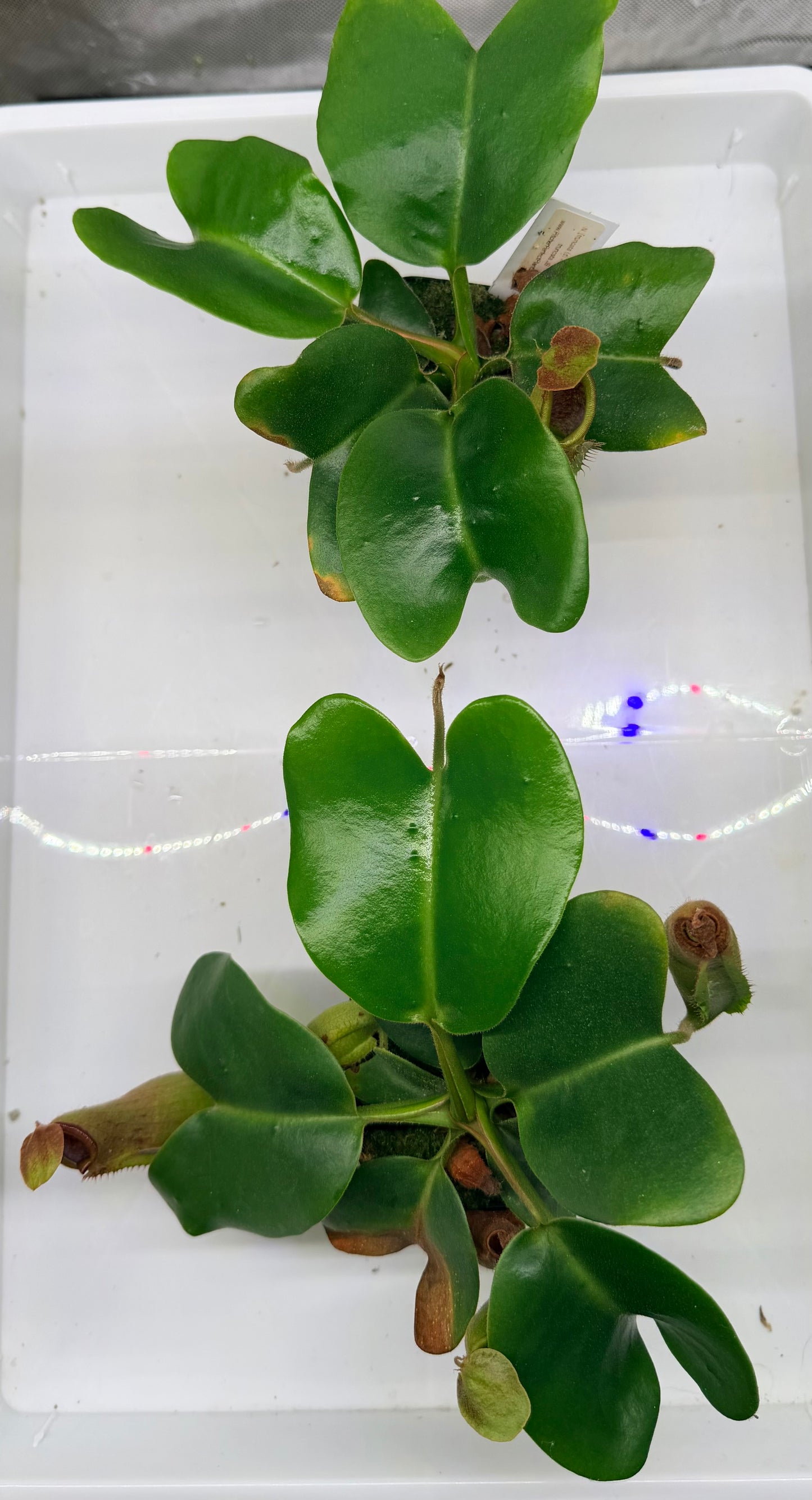 Nepenthes truncata [(d) × Pasian Red] × JB - Pitcher Perfect Plants