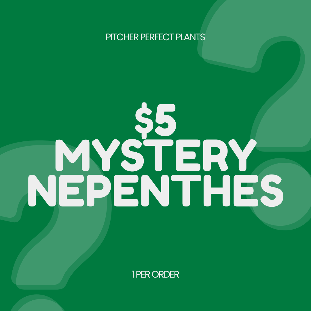 Mystery Nepenthes - 1 per order - Pitcher Perfect Plants