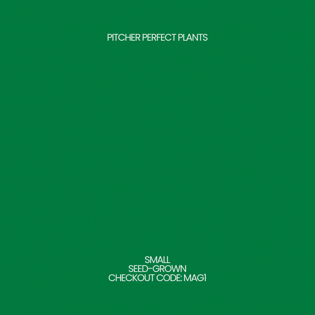 Anthurium magnificum (seed-grown) - Pitcher Perfect Plants