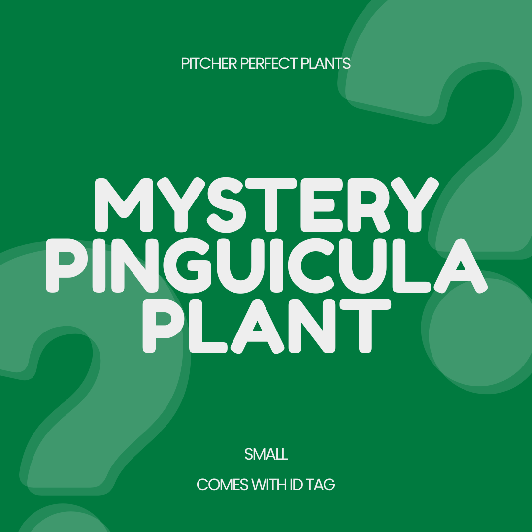 1 Mystery Pinguicula (Butterwort)
