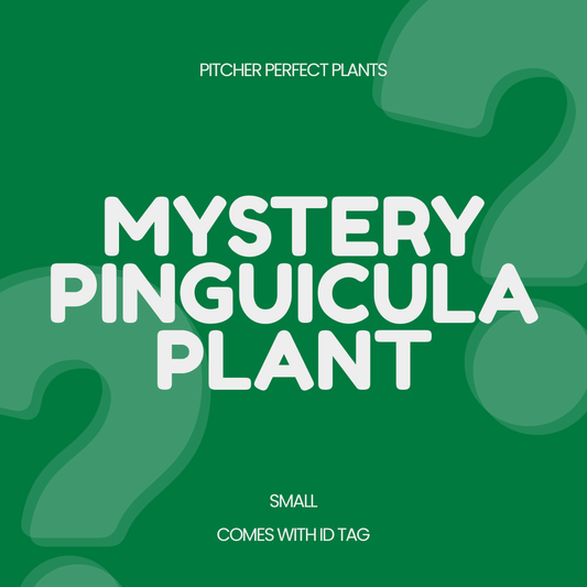 1 Mystery Pinguicula (Butterwort)