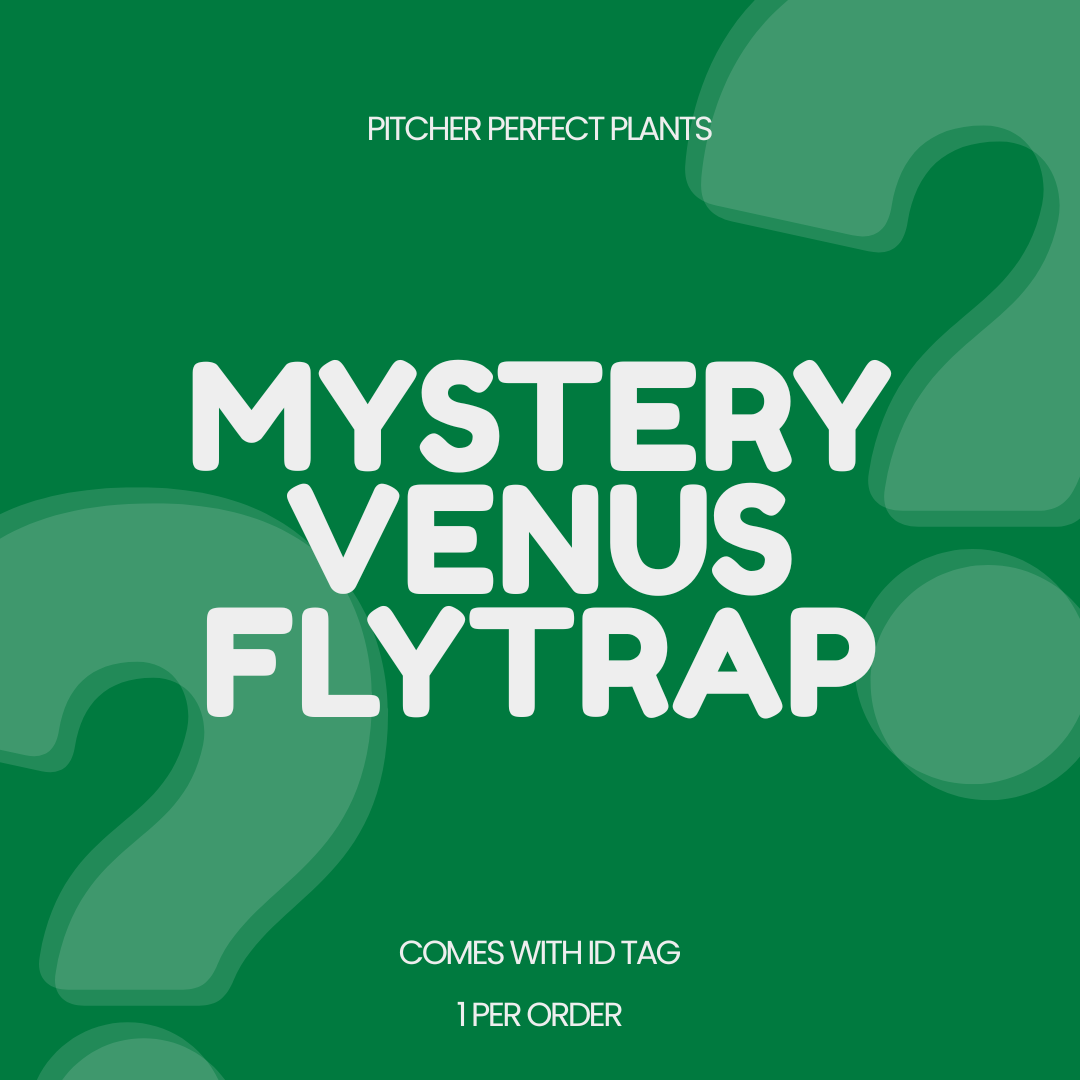 Mystery Venus Flytrap (Dionaea) - 1 per order