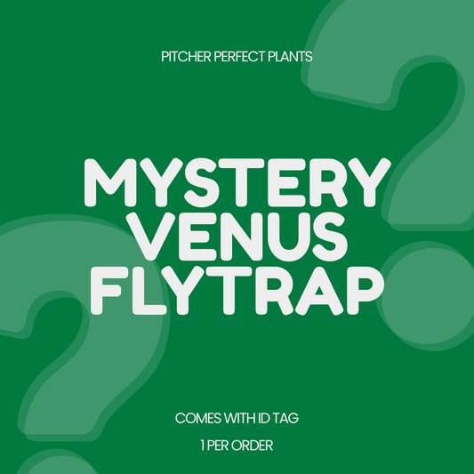 Mystery Venus Flytrap (Dionaea) - 1 per order