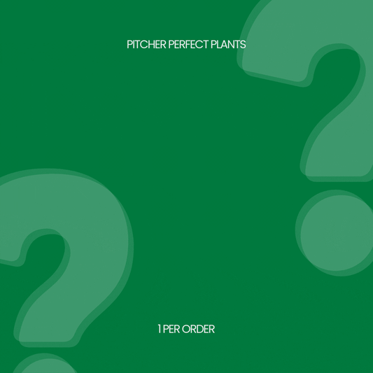 Mystery Nepenthes - 1 per order - Pitcher Perfect Plants