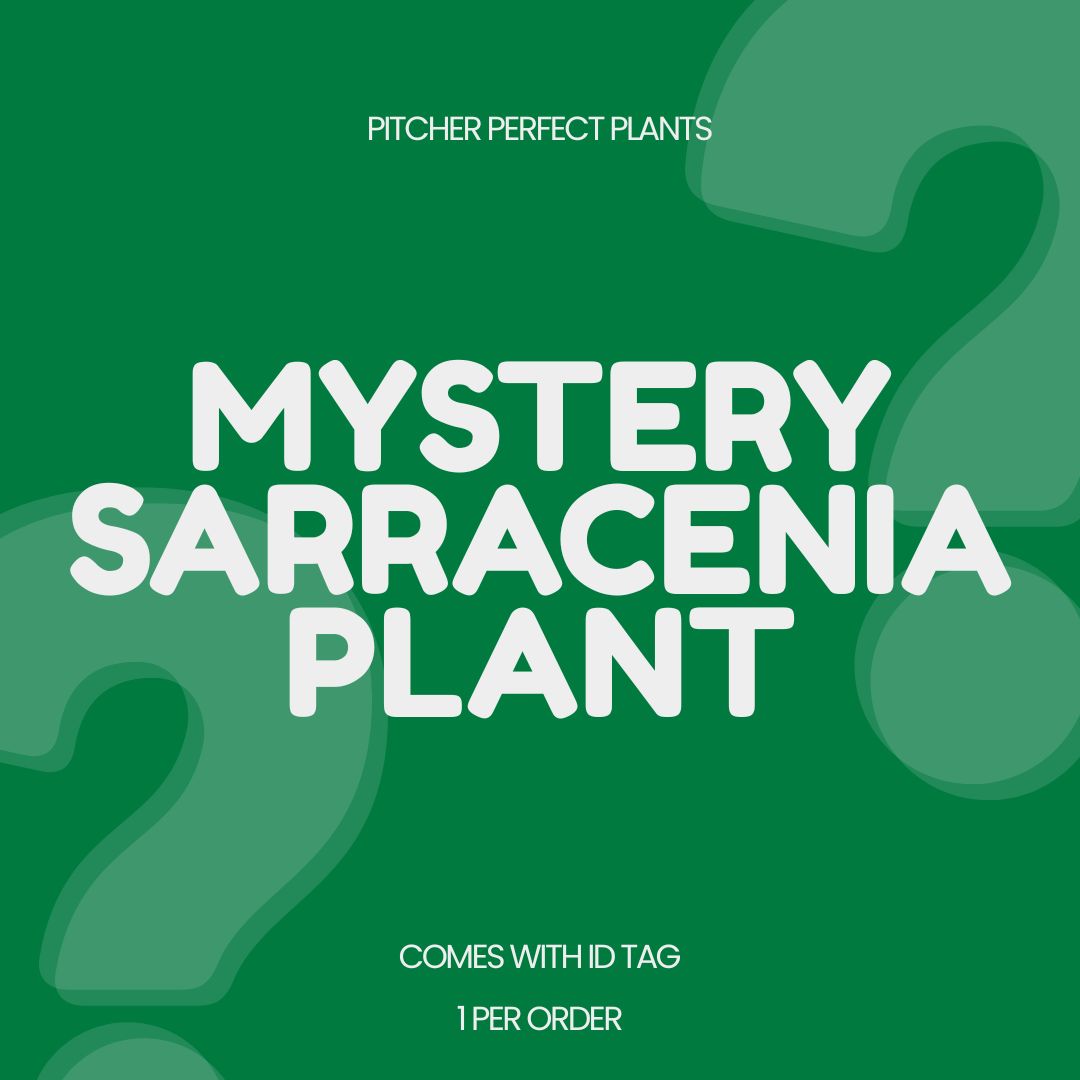 Mystery Sarracenia - 1 per order