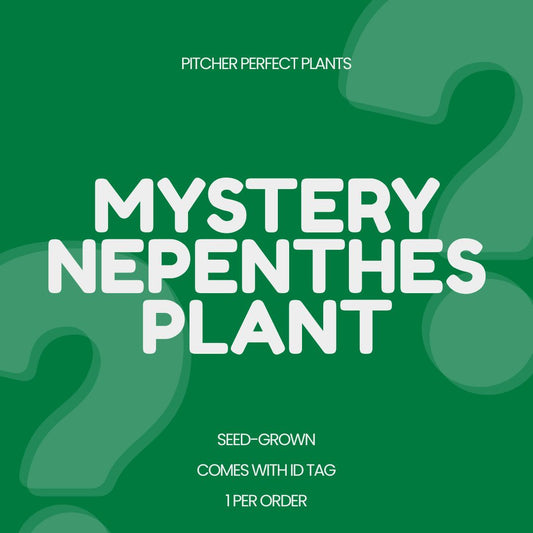 Mystery Nepenthes, Seed-grown - 1 per order
