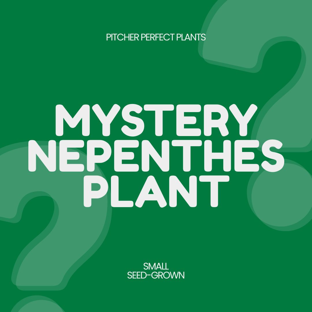 Mystery Nepenthes, Seed-grown - 1 per order - Pitcher Perfect Plants