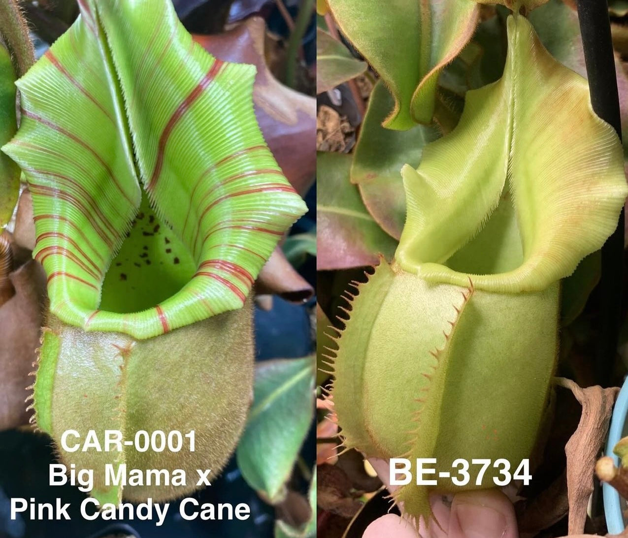 Nepenthes veitchii (CAR-0001 x BE-3734)