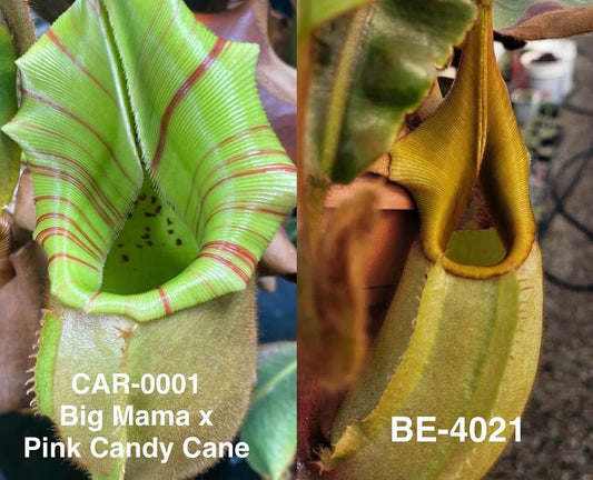 Nepenthes veitchii (CAR-0001 x BE-4021) - Pitcher Perfect Plants