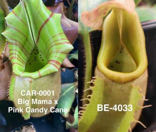 Nepenthes veitchii (CAR-0001 x BE-4033) - Pitcher Perfect Plants