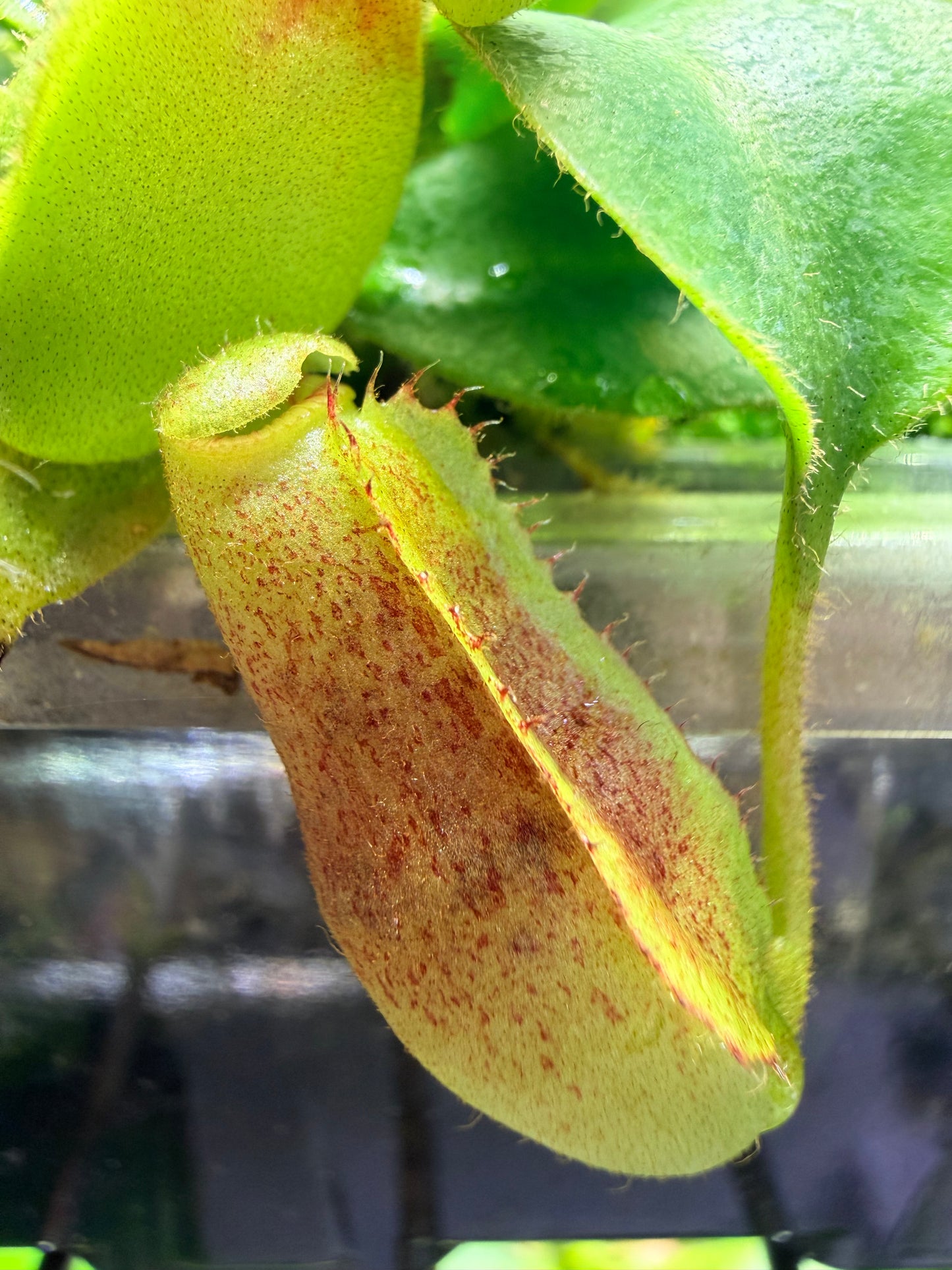 Nepenthes veitchii #5 x lowii