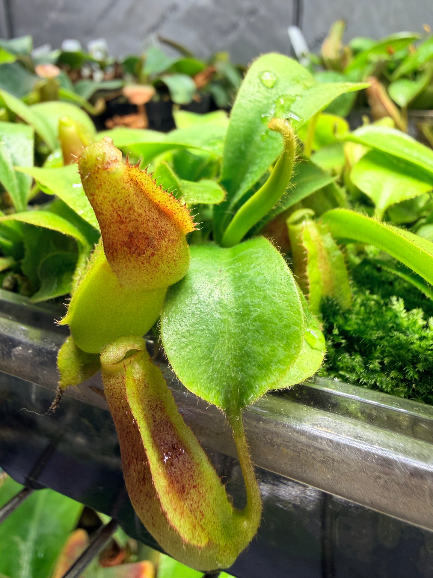 Nepenthes veitchii #5 x lowii