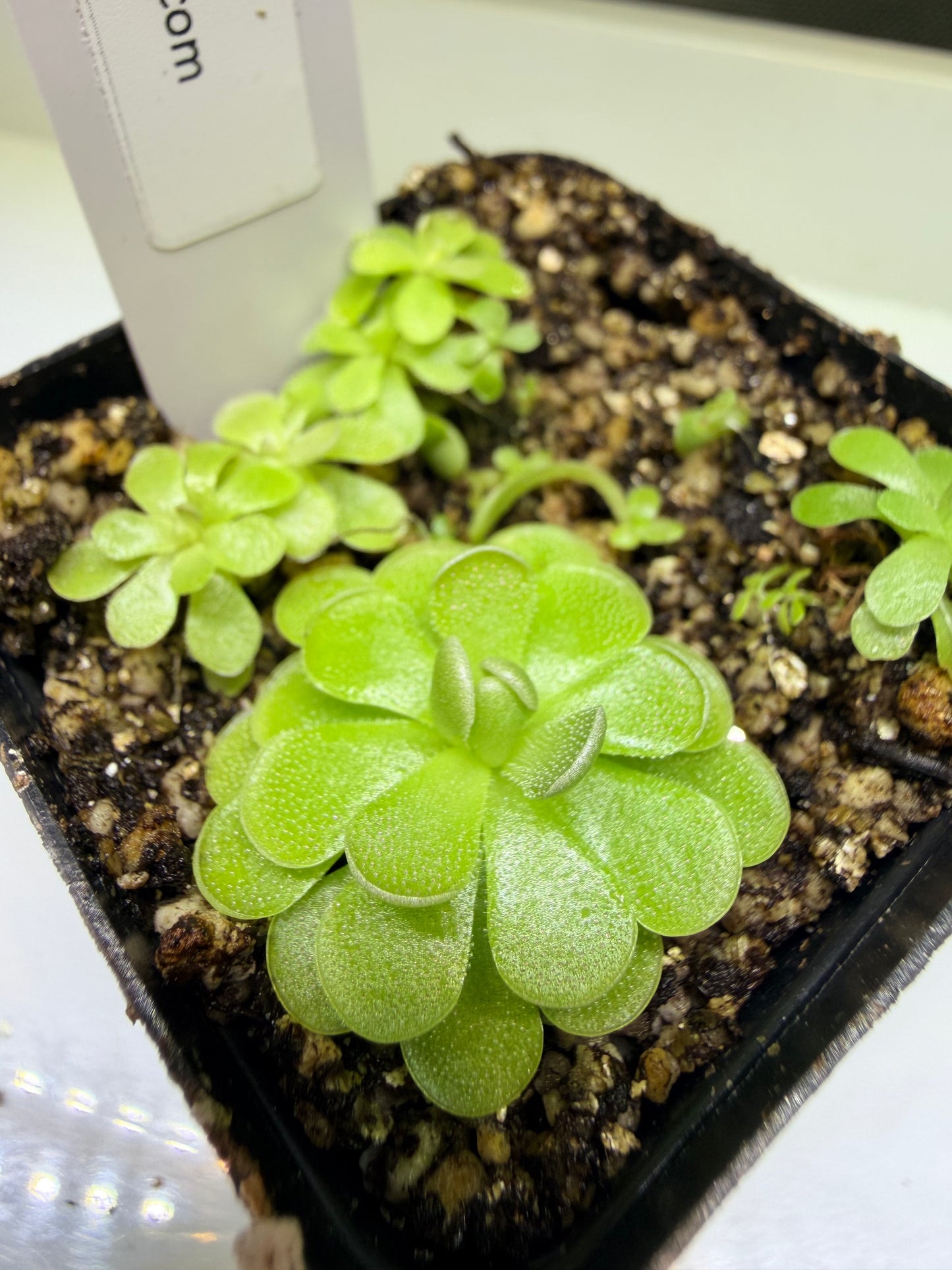 Pinguicula esseriana