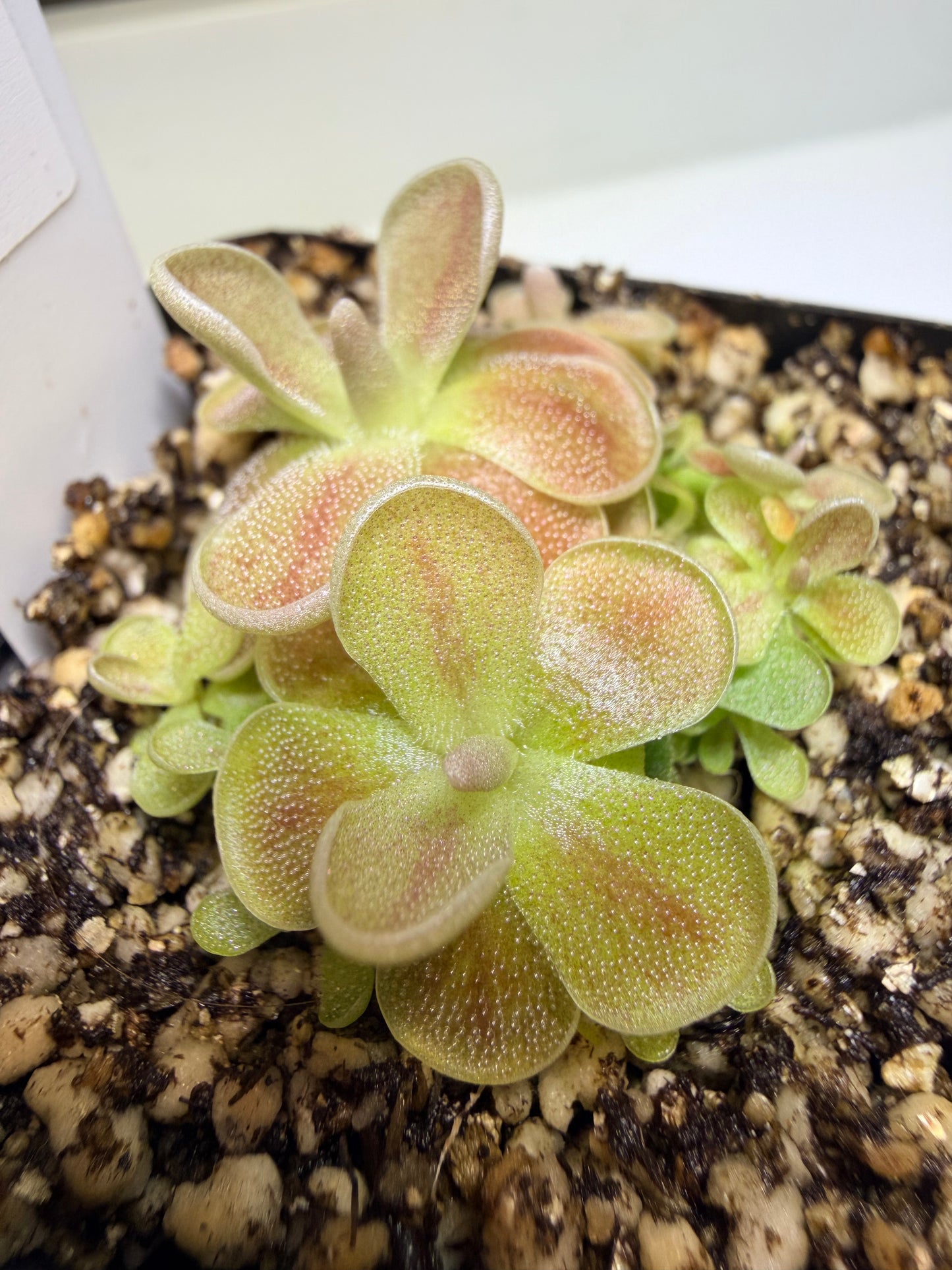 Pinguicula debbertiana