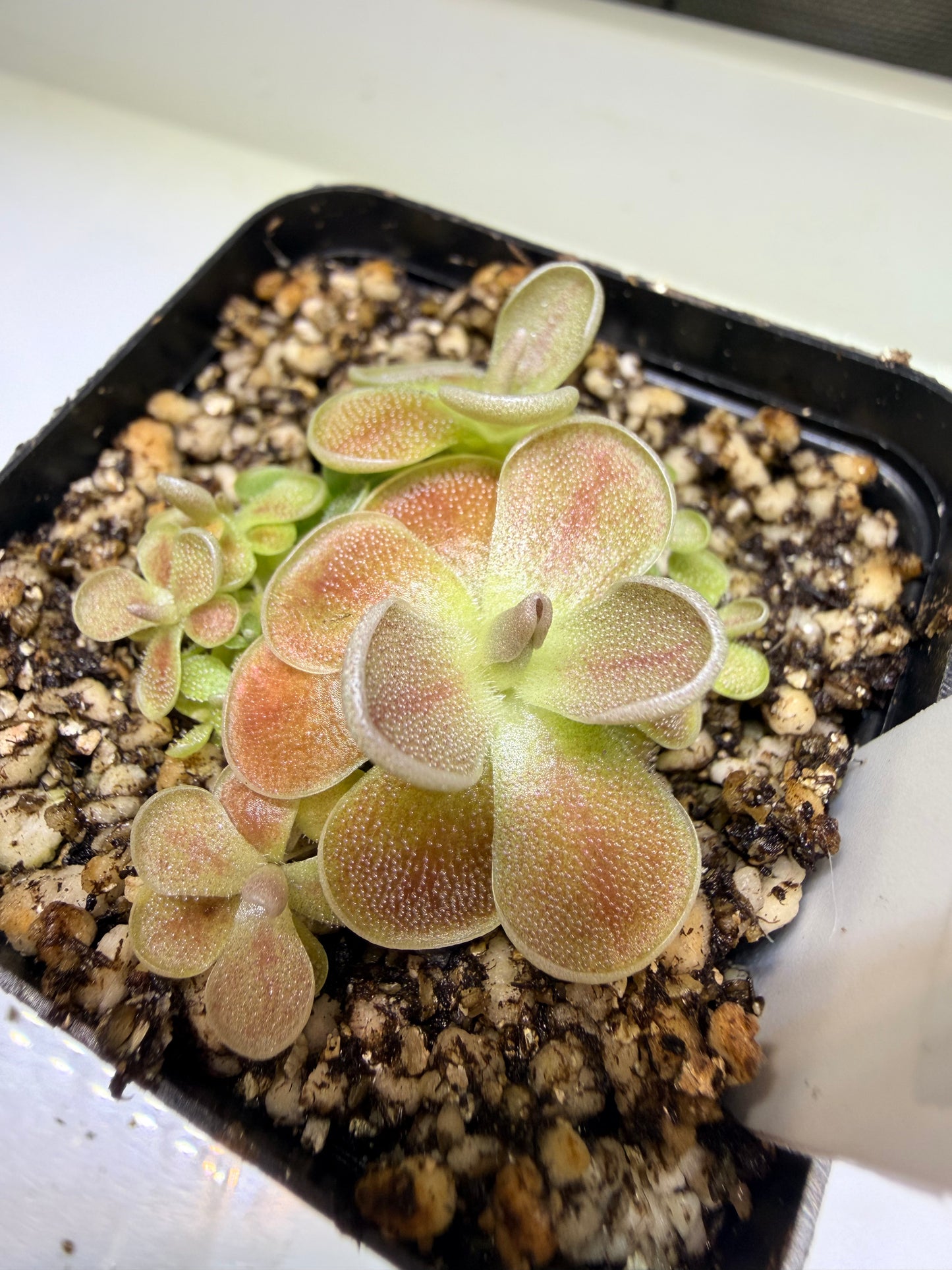 Pinguicula debbertiana