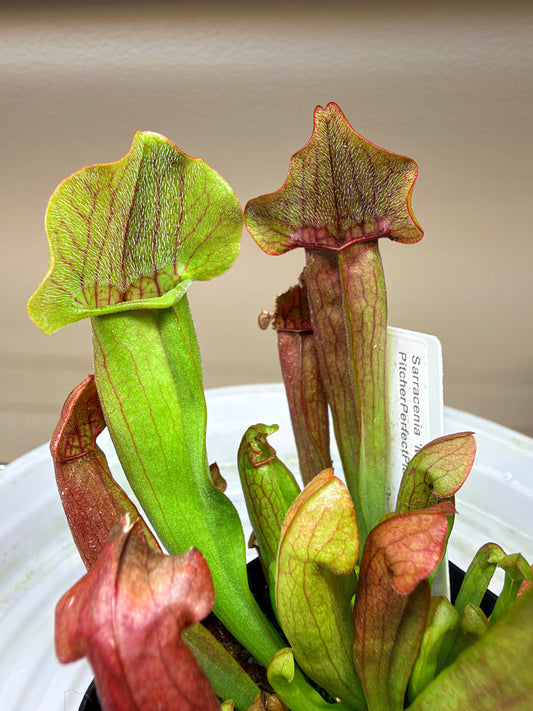 Sarracenia 'Maroon' - Pitcher Perfect Plants