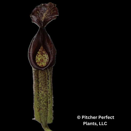 N. maxima ‘Lumut’ – best selected clone: BE-3067 - Pitcher Perfect Plants