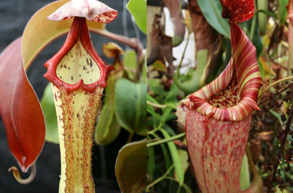 Nepenthes (Marpesa x clipeata) x (maxima x veitchii highland) - Pitcher Perfect Plants