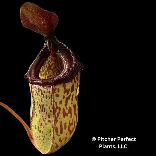Nepenthes 'Mimi's Kiss' - Pitcher Perfect Plants
