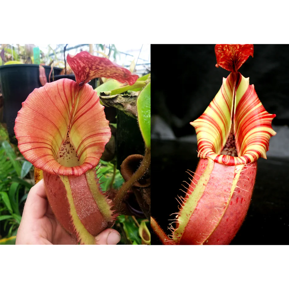 Nepenthes {[(Rokko x boschiana) x veitchii] x veitchii (m)} pink x veitchii 'Candy Dreams' - Pitcher Perfect Plants