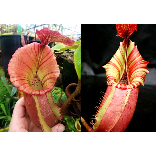 Nepenthes {[(Rokko x boschiana) x veitchii] x veitchii (m)} pink x veitchii 'Candy Dreams' - Pitcher Perfect Plants