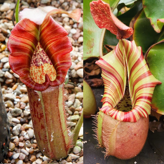 Nepenthes 'Song of Melancholy' x veitchii 'Candy Dreams'