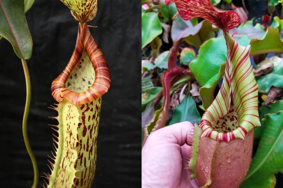Nepenthes (Splendid Diana x platychila) × veitchii (Murud × Candy) - Striped - Pitcher Perfect Plants