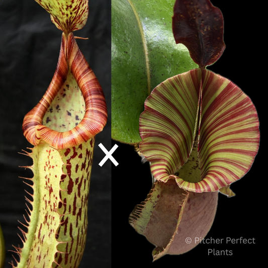 Nepenthes ('Splendid Diana' x platychila) x veitchii ‘Candy Dreams’ - Pitcher Perfect Plants