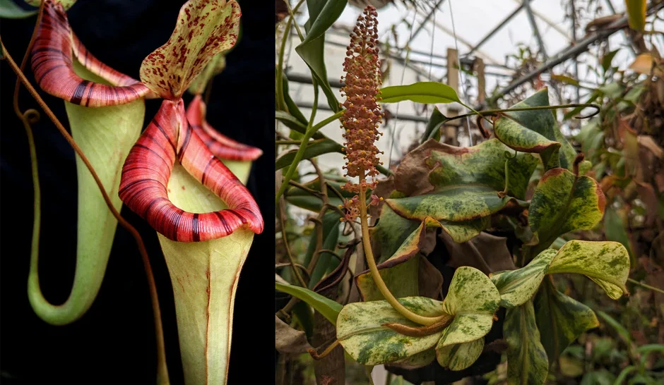 Nepenthes {[(lowii x veitchii) x boschiana] x platychila HM} x veitchii (k) variegated - Pitcher Perfect Plants