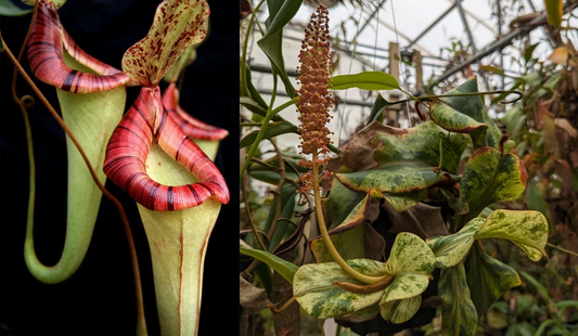 Nepenthes {[(lowii x veitchii) x boschiana] x platychila HM} x veitchii (k) variegated - Pitcher Perfect Plants