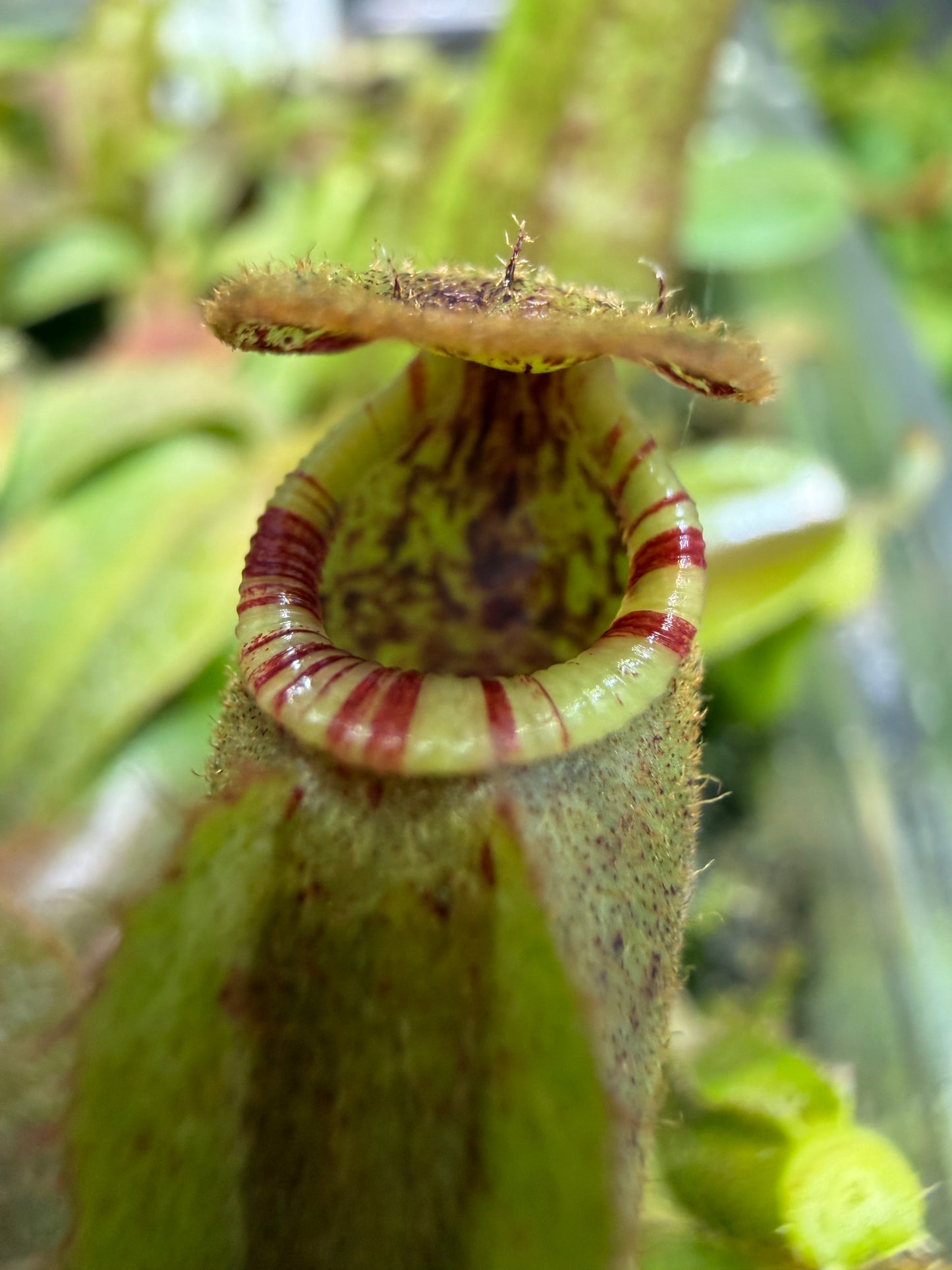 Nepenthes [(lowii x veitchii) x boschiana)] "Red Ruffled" x veitchii Candy Dreams - Pitcher Perfect Plants