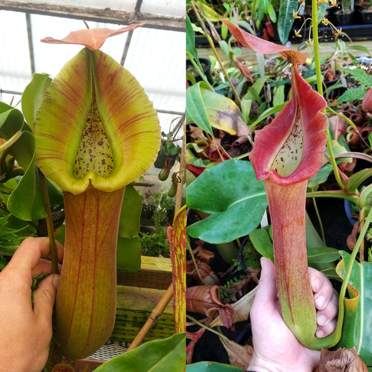 Nepenthes [truncata (d) #1] x [truncata (d) wide peristome] - Pitcher Perfect Plants