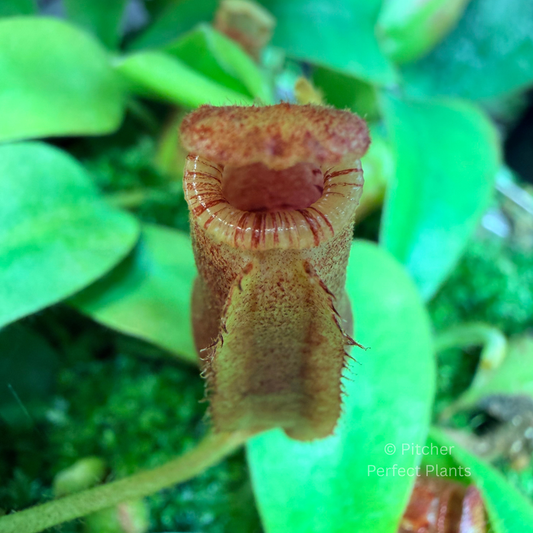 Nepenthes veitchii #5 x lowii