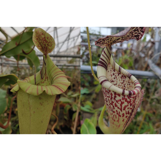 Nepenthes (veitchii "Big Mama" × platychila) - clone 1 x {[(lowii x veitchii) x boschiana] × burbidgeae} - Pitcher Perfect Plants