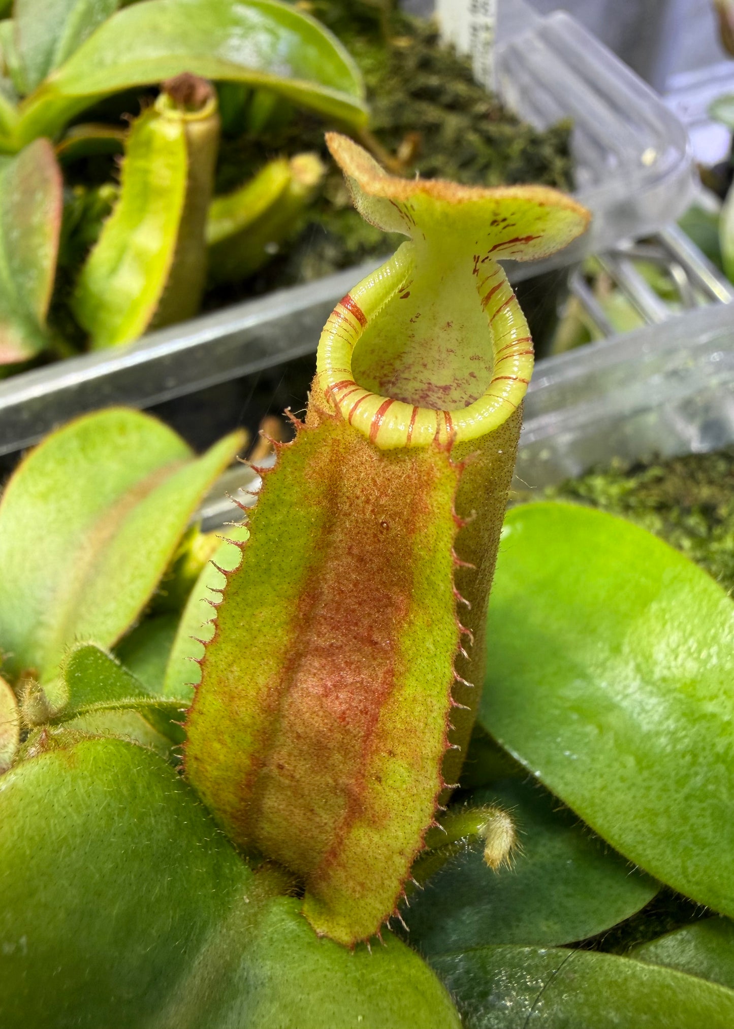 Nepenthes veitchii [(Murud Striped x Candy) #3 x (Akazukin x Bareo) #1] - Pitcher Perfect Plants