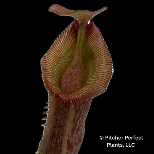 Nepenthes veitchii x (burbidgeae x edwardsiana) BE-4053 - Pitcher Perfect Plants