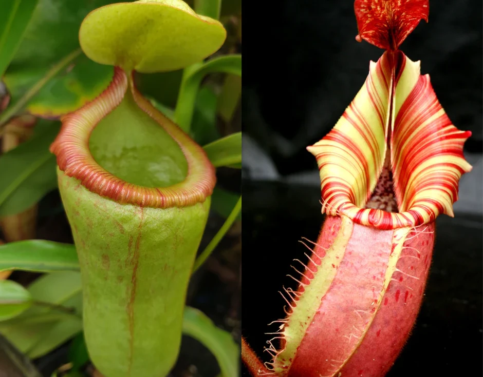 Nepenthes (ventricosa x campanulata) x veitchii 'Candy Dreams' - Pitcher Perfect Plants